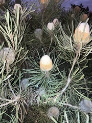 Banksia hookeriana