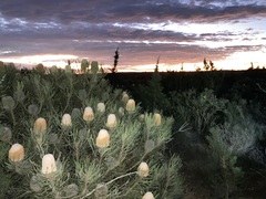 Banksia hookeriana