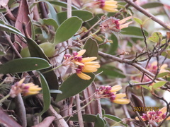 Bulbophyllum retusiusculum