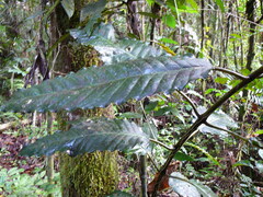 Psychotria baillonii