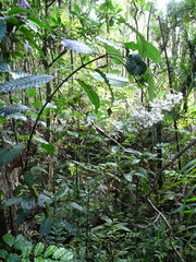 Psychotria baillonii