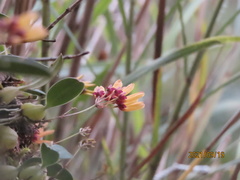 Bulbophyllum retusiusculum