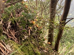 Bulbophyllum retusiusculum