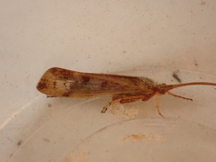 Limnephilus marmoratus