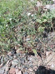 Polygonum arenarium