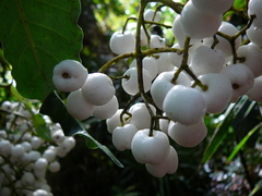 Psychotria baillonii