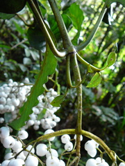 Psychotria baillonii