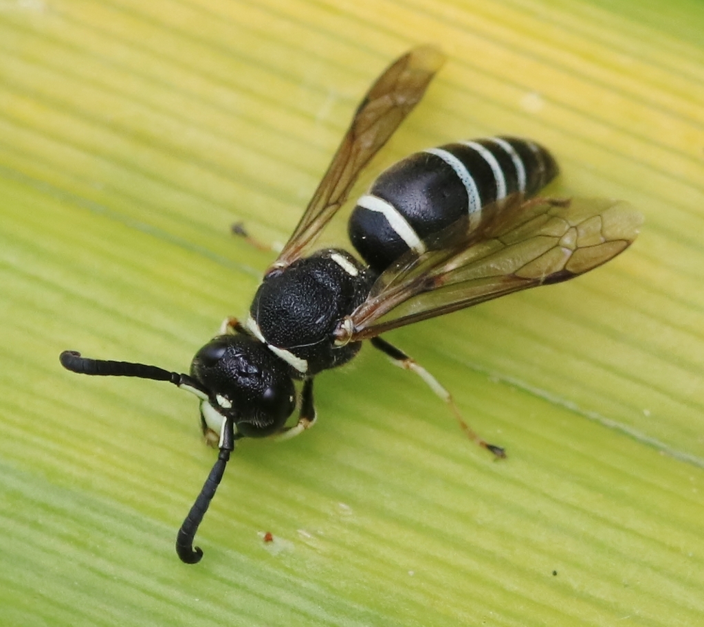 Black-and-white Mason Wasp