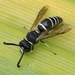 Black-and-white Mason Wasp - Photo (c) Denis Doucet, some rights reserved (CC BY-NC), uploaded by Denis Doucet