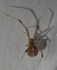 Theridion pyramidale