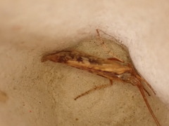 Limnephilus marmoratus