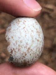 Caprimulgus europaeus