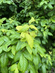 Toxicodendron orientale