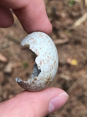 Caprimulgus europaeus