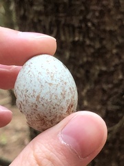 Caprimulgus europaeus