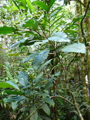 Eumachia