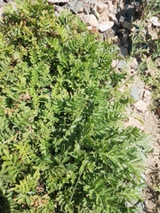 Artemisia tanacetifolia