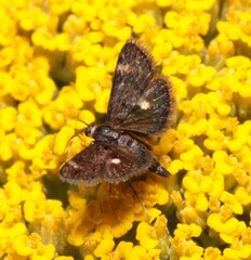 Heliothela wulfeniana
