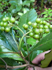 Eumachia