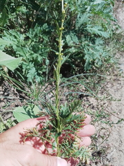 Artemisia tanacetifolia