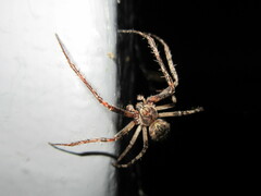 Larinioides ixobolus