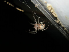 Larinioides ixobolus
