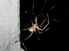 Larinioides ixobolus