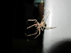 Larinioides ixobolus