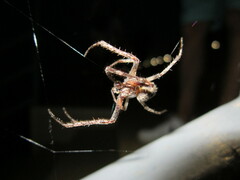 Larinioides ixobolus
