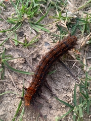 Bombycopsis capicola