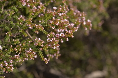 Thryptomene