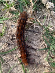 Bombycopsis capicola