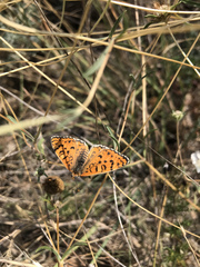 Melitaea syriaca
