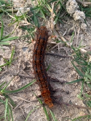 Bombycopsis capicola