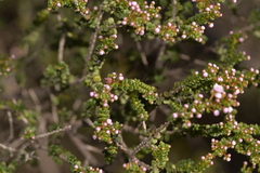 Thryptomene