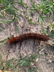 Bombycopsis capicola