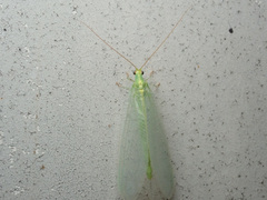 Nineta vittata