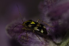 Liocoris tripustulatus