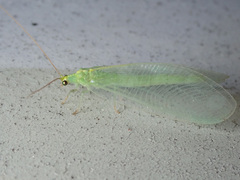 Nineta vittata