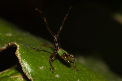 Gonocerus