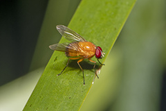 Dichaetomyia johannis