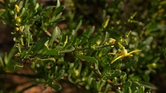 Anthocercis ilicifolia