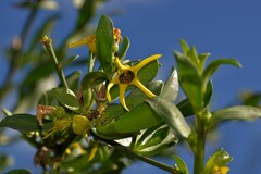 Anthocercis ilicifolia