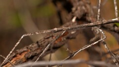 Anophelepis telesphorus