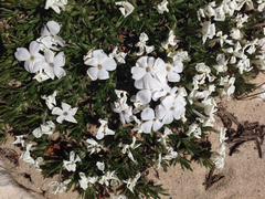 Phlox pulvinata