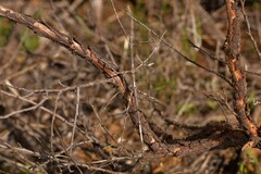 Anophelepis telesphorus