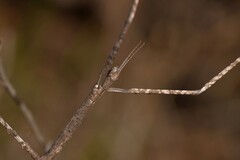 Anophelepis telesphorus