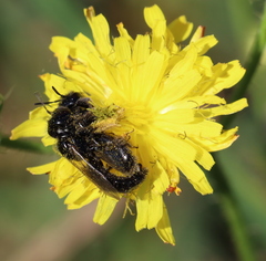 Panurgus dentipes