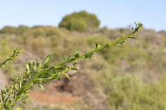 Anthocercis ilicifolia