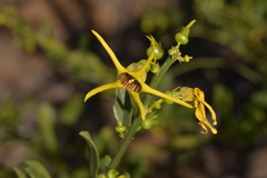 Anthocercis ilicifolia